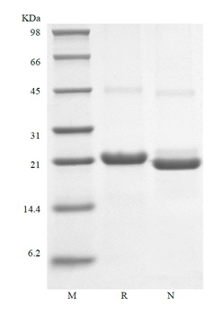 Recombinant Human Novel Neurtrophin-1/B-Cell Stimulating Factor-3