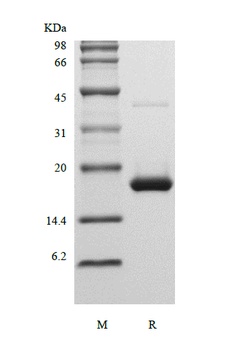 Recombinant Human Interferon-alpha2b, Ecoli.