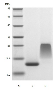 Recombinant Human Endocrine Gland-derived Vascular Endothelial Growth Factor
