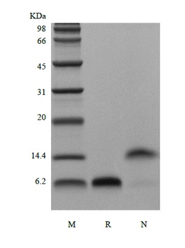 Recombinant Human Epidermal Growth Factor, 1-51a.a.