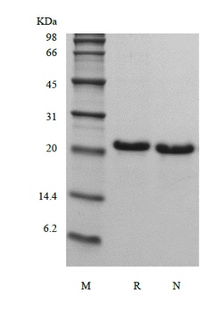 Recombinant Human Fibroblast Growth Factor 21