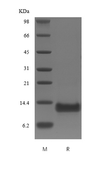 Recombinant Human B cell Activating Factor/TNFSF13B