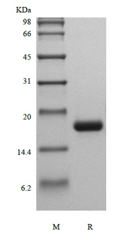 Recombinant Human Macrophage Colony-stimulating Factor