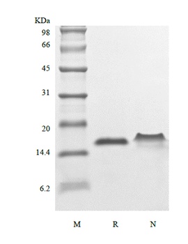 Recombinant Human Thymic Stromal Lymphopoietin