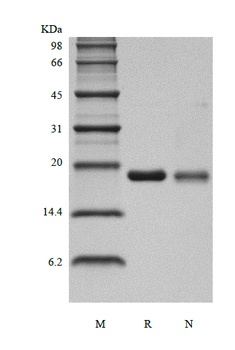 Recombinant Human Interleukin-36 gamma, 169a.a.