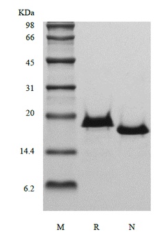 Recombinant Human Interleukin-17B