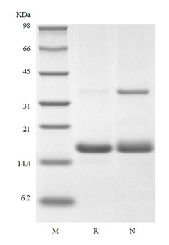 Recombinant Human Interleukin-16, 130 a.a.