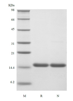 Recombinant Human Interleukin-16, 130 a.a.