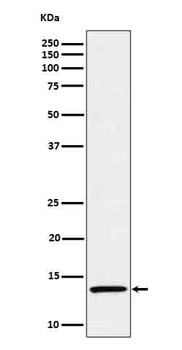 IL15 Antibody