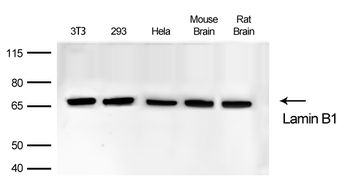 Lamin B1 Rabbit Monoclonal Antibody