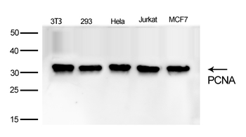 PCNA Rabbit mAb