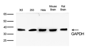 GAPDH Rabbit mAb Antibody