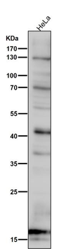 SDHC Antibody