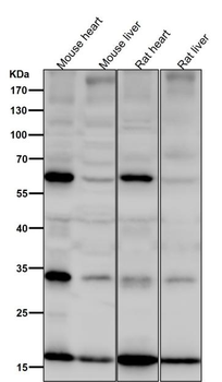 SDHC Antibody