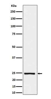 IL26 Rabbit Monoclonal Antibody