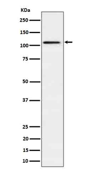Ube1L / UBA7 Rabbit mAb Antibody