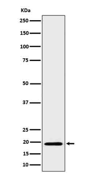 BCL2L15 Rabbit mAb Antibody