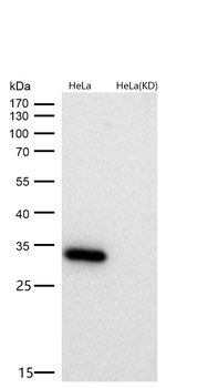 Caspase 3 Rabbit mAb  [KD Validated]