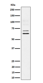 BIN1 Rabbit mAb [KD Validated]