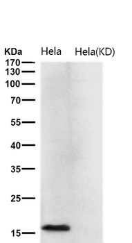 TCEB2 Rabbit mAb Antibody