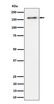 TMF Rabbit mAb Antibody