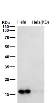 TCEB2 Rabbit mAb Antibody