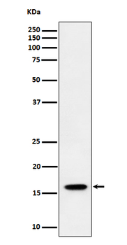 TCEB2 Rabbit mAb Antibody