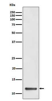 TCTEX1 Rabbit mAb Antibody