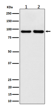 CSDE1 Rabbit mAb [KD Validated]