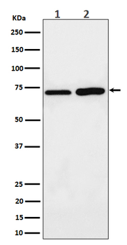 PREPL Rabbit Monoclonal Antibody