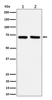 PREPL Rabbit Monoclonal Antibody