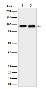 CSDE1 Rabbit mAb [KD Validated]
