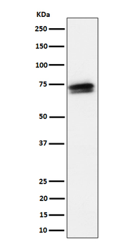 SSX2IP Rabbit mAb Antibody