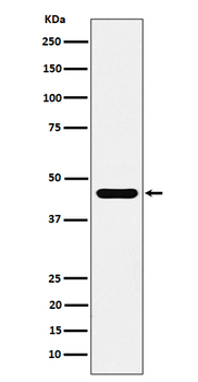 ACTR1B Rabbit mAb Antibody