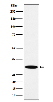 HMGCL Rabbit Monoclonal Antibody