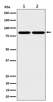 RAB45 Rabbit mAb Antibody