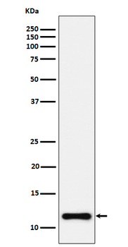 NDUFC2 Rabbit mAb Antibody