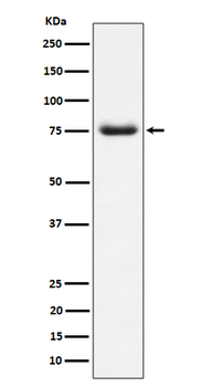PWP1 Rabbit mAb [KD Validated]