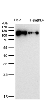 SEC24D Rabbit mAb [KD Validated] Antibody