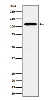 SEC24D Rabbit mAb [KD Validated] Antibody