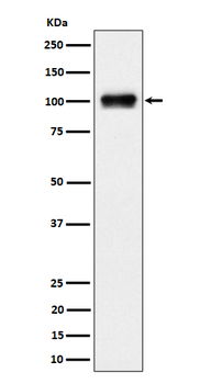 Nesprin3 Rabbit mAb Antibody