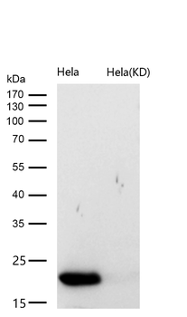 UFC1 Rabbit mAb [KD Validated]