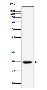 UFC1 Rabbit mAb [KD Validated]