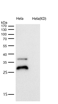 PSMB10 Rabbit Monoclonal Antibody