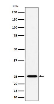 CFD Rabbit Monoclonal Antibody