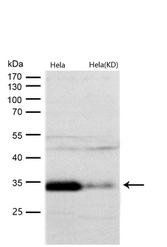 TCEA1 Rabbit mAb [KD Validated] Antibody