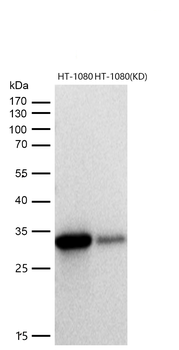 MLD Rabbit mAb [KD Validated] Antibody