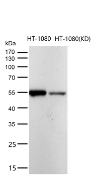 AER61 Rabbit mAb [KD Validated] Antibody