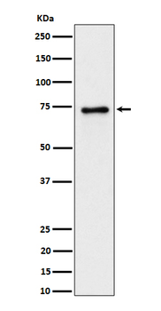 PTPRR Rabbit Monoclonal Antibody