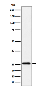 TEMT Rabbit Monoclonal Antibody